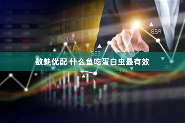 数魅优配 什么鱼吃蛋白虫最有效